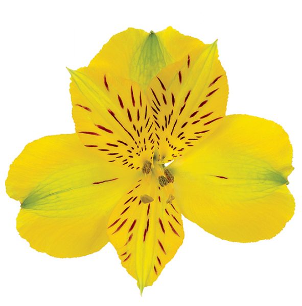 Alstroemeria Yellow