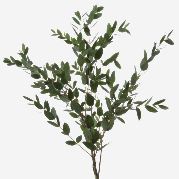 Green Eucalyptus Parvifolia
