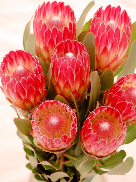Protea Holiday Red