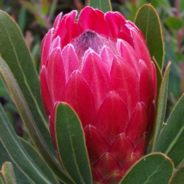 Protea Red Ice