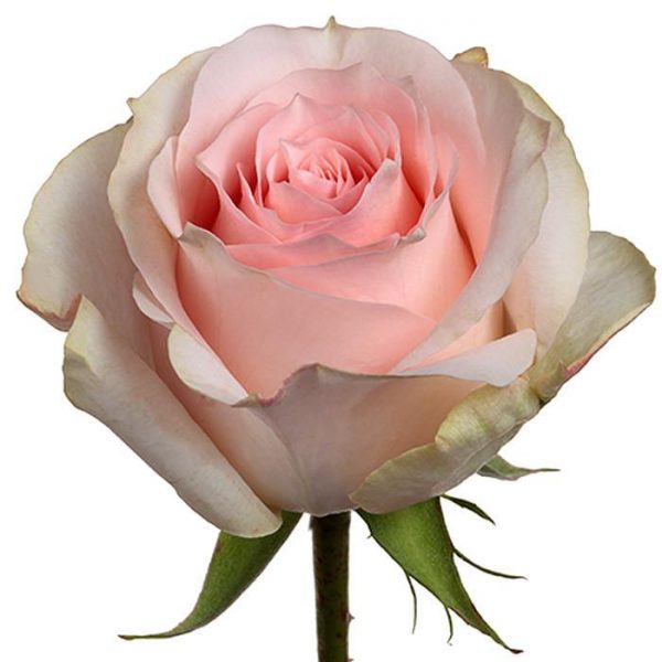 girlfriend rose