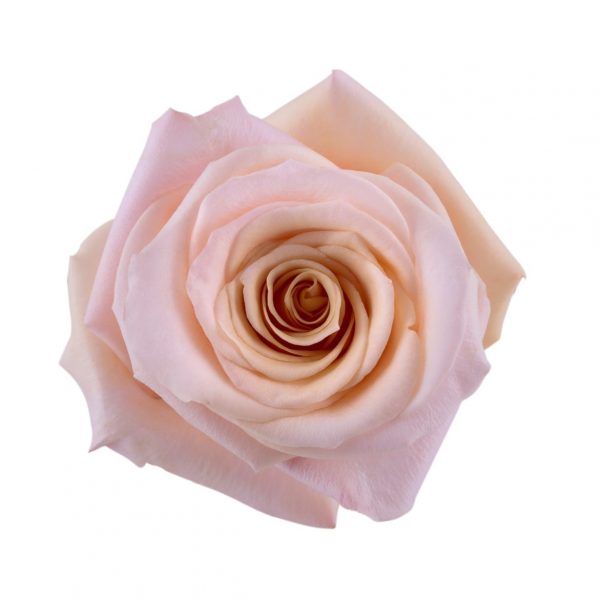 Light pink Roses