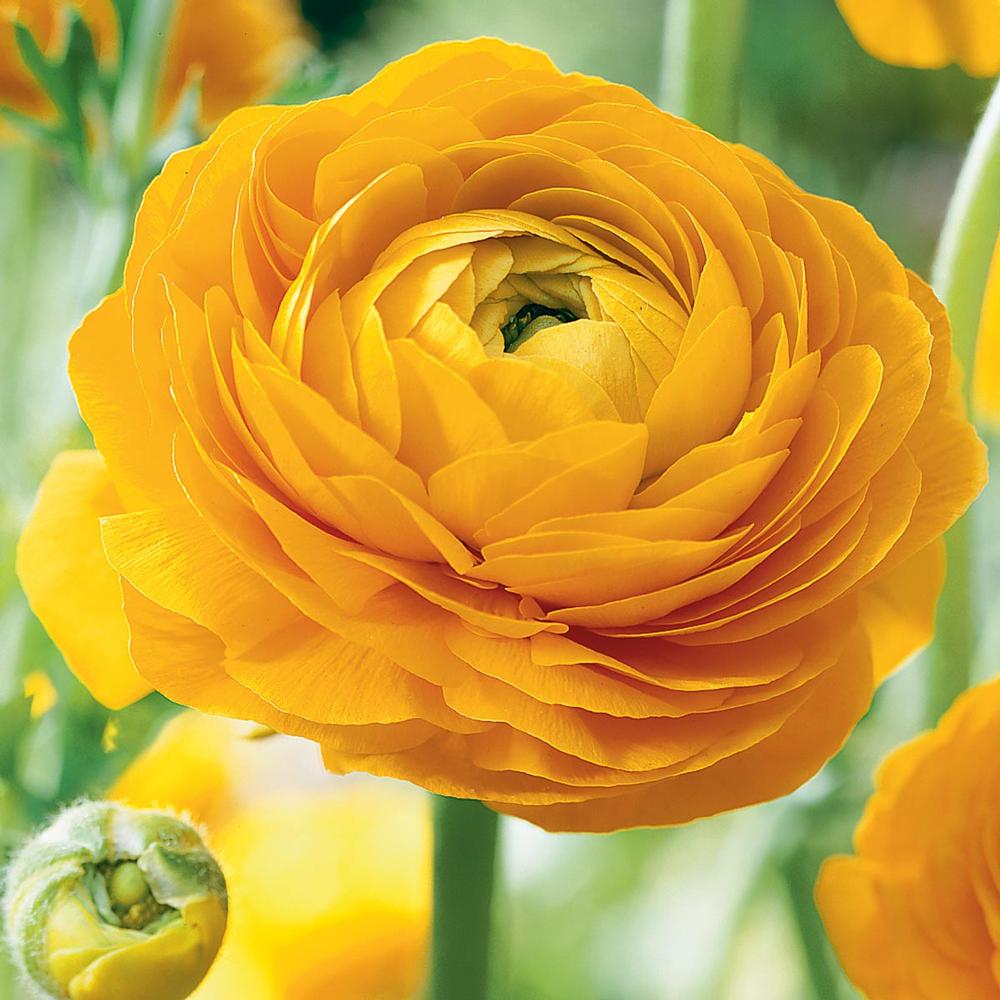 Ranunculus Flower