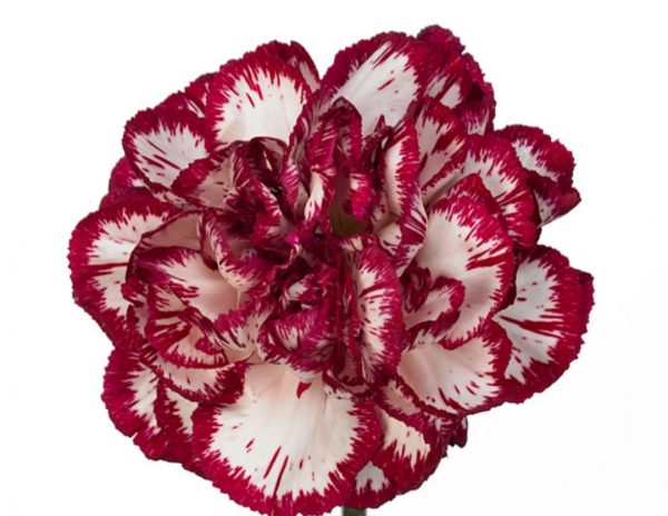 Carnation Baccarat