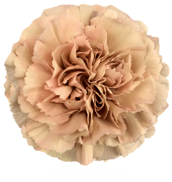 Carnation Caramel