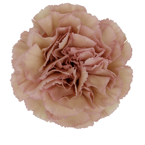 Carnation Creola