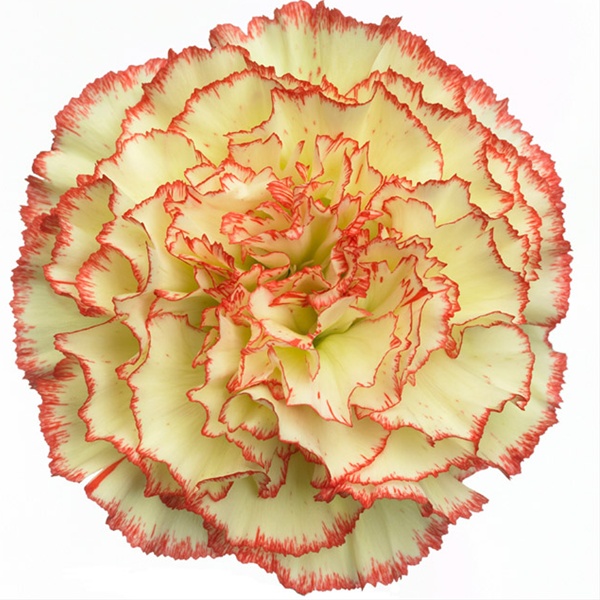Carnation Tabasco