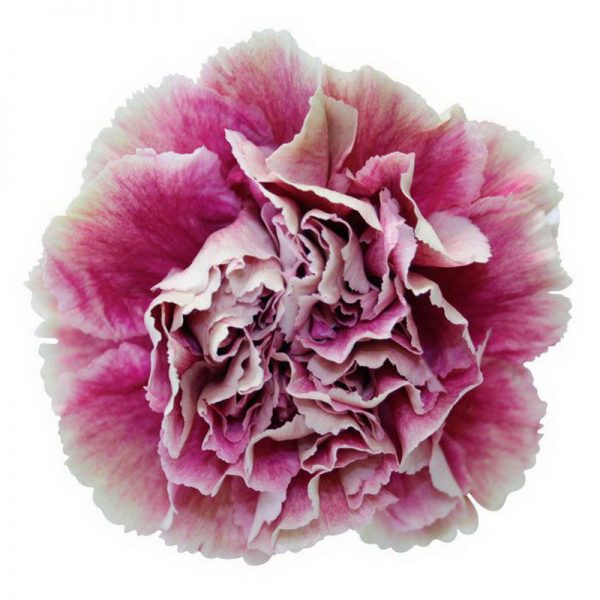 Bicolor Carnations