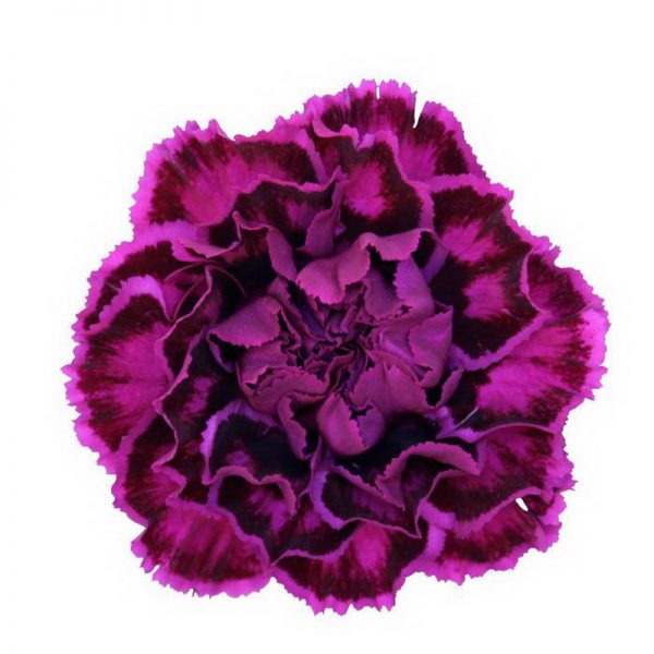 Carnation Nobbio Violet