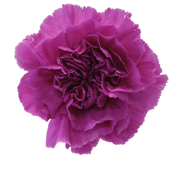 Carnation Farida