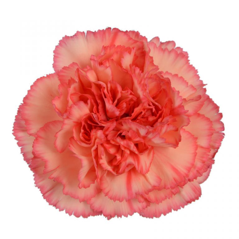 All Orange Carnations Andean Fields International