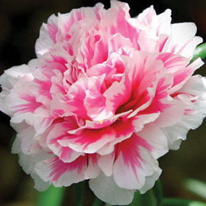 Carnation Nobbio Pink