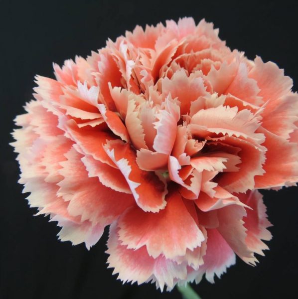 Carnation Nobbio Pink Gelato