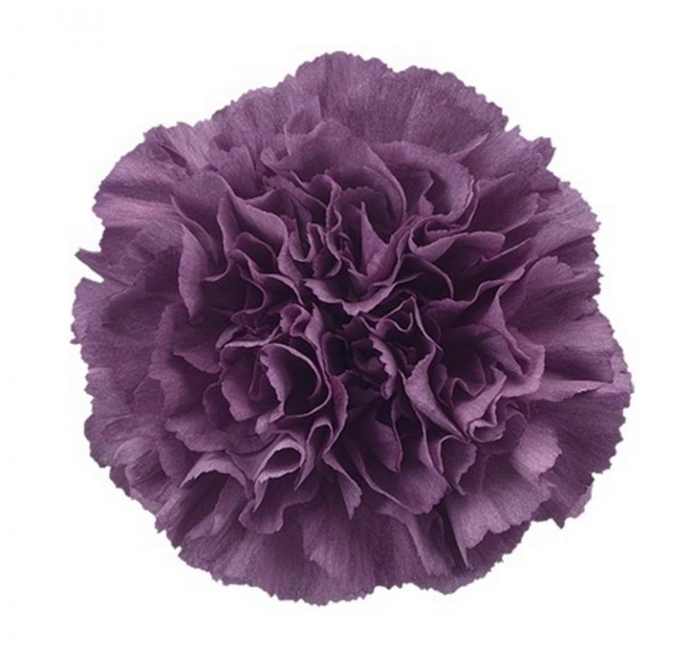 All Carnations Andean Fields International