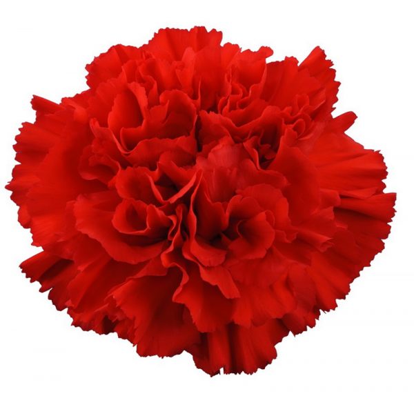 Carnation Red Magic