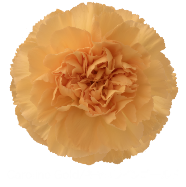 Carnation Caroline Gold