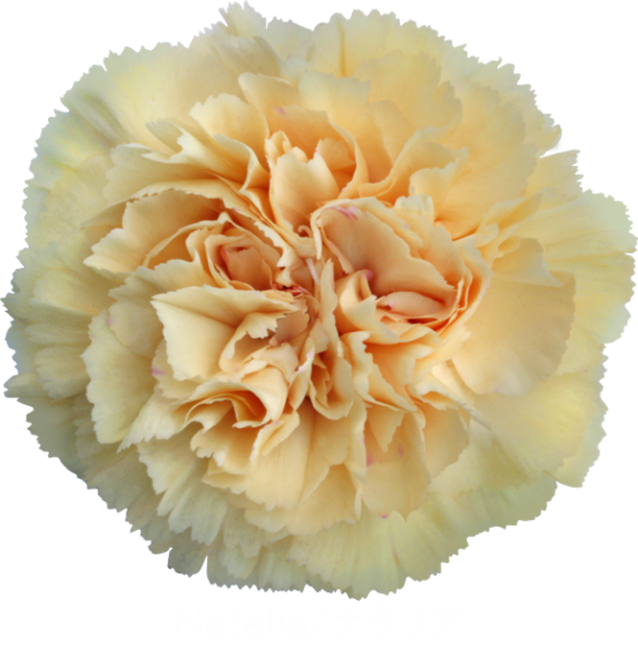 Carnation Natalia