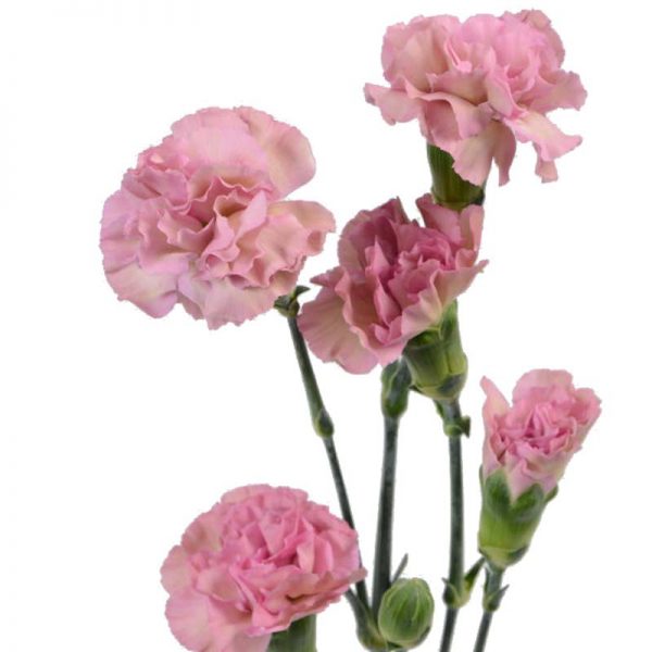 Minicarnations Pink