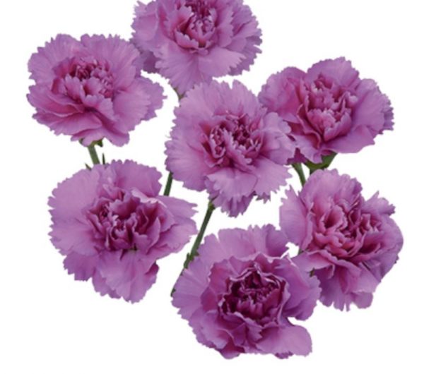 Minicarnations Lavender Purple