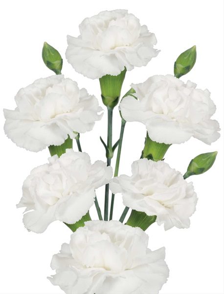 Minicarnations White