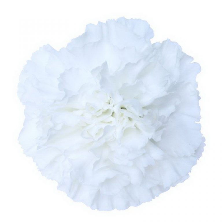 Moonlight Andean Fields International