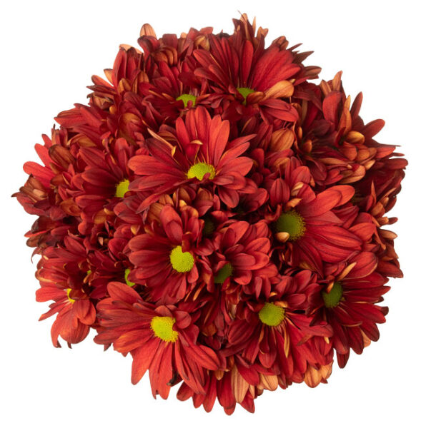 Red Chrysanthemum Spray