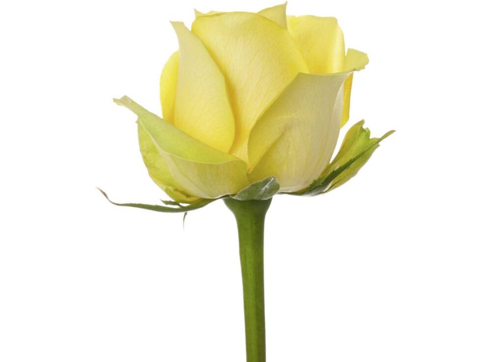 Latina – Andean Fields International