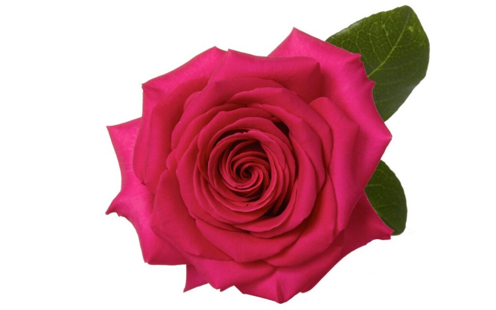 Rosa Pink Floyd – Andean Fields International
