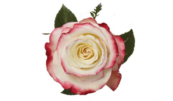 Bicolour Roses