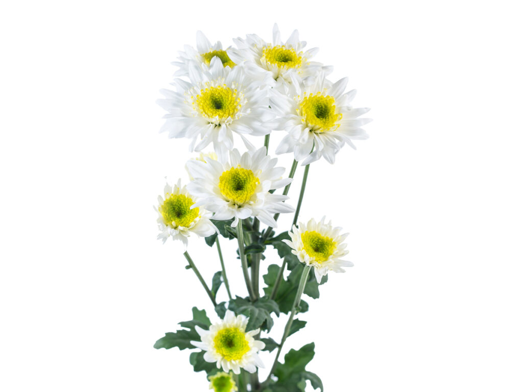 White Chrysanthemum Spray Andean Fields International