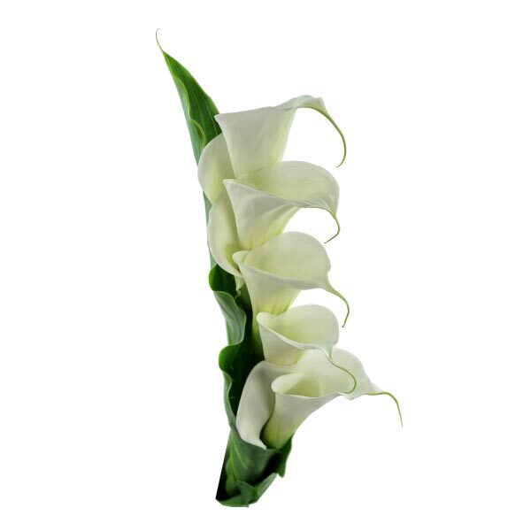 White Lineal Bouquet