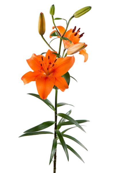 Lily Orange